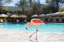 Photo of Parker Palm Springs Photo of Parker Palm Springs